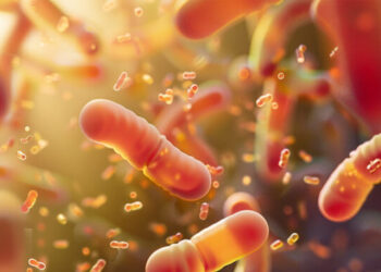 bifidobacteria supplements relief for menopause bloating